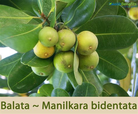 balatas in english|balata in English .